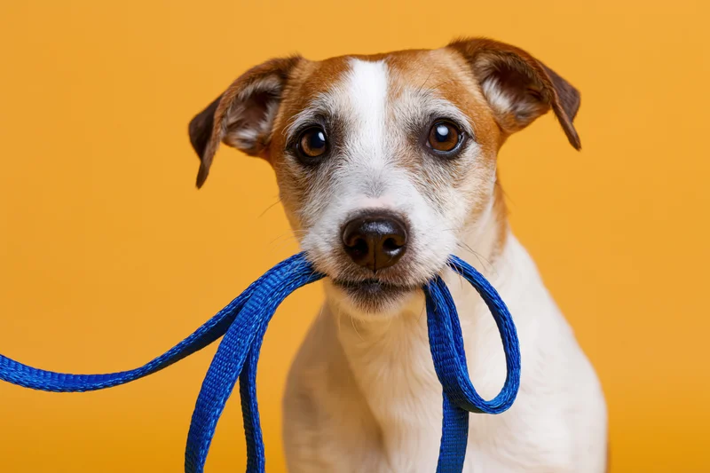 Jack russell terrier holding blue nylon leash in mouth against orange background