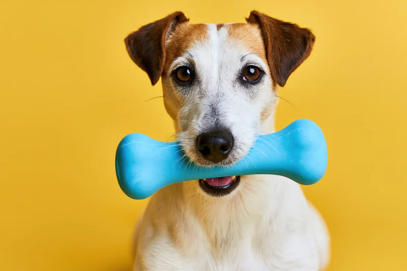 Jack russell terrier holding blue rubber bone toy against yellow background