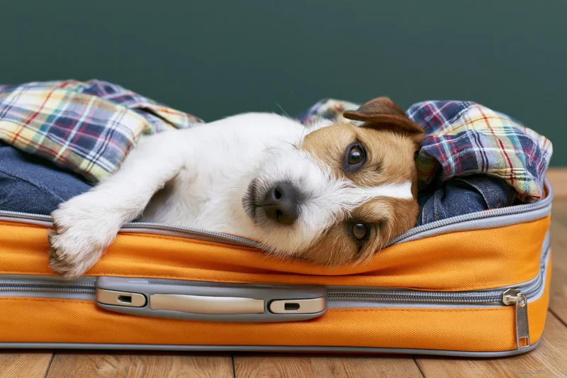 Jack russell terrier lying on its back inside an open orange suitcase with plaid clothing, on a wooden floor