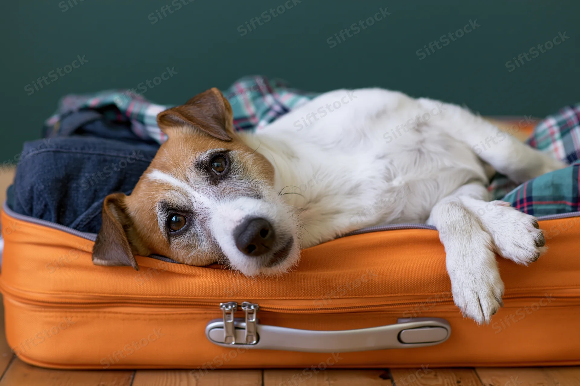 Jack russell terrier lying on its back inside an open orange suitcase filled with clothes on a wooden floor