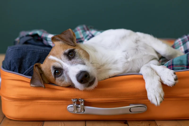 Jack russell terrier lying on its back inside an open orange suitcase filled with clothes on a wooden floor