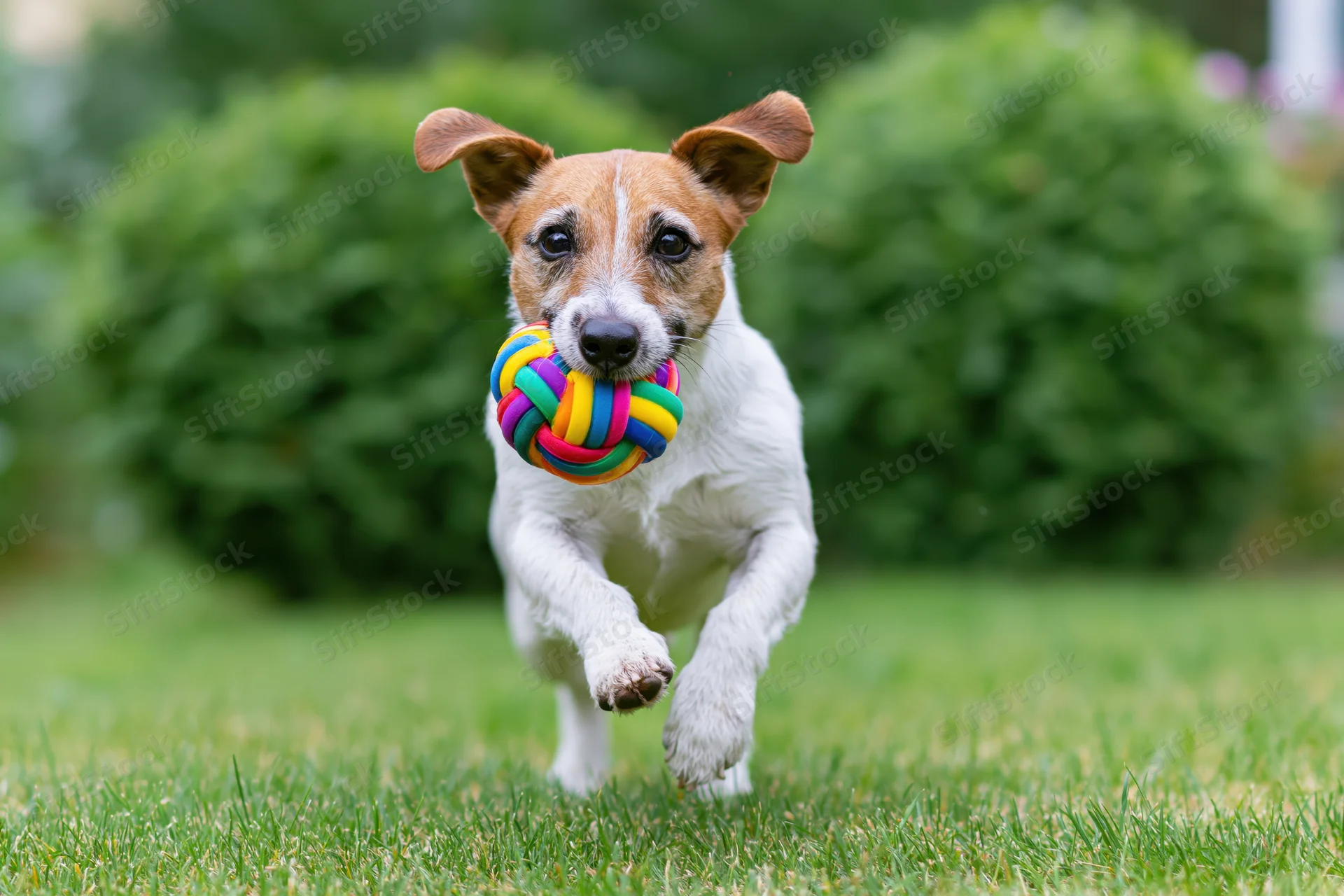 Jack russell terrier running across a grassy lawn with a colorful knotted ball in its mouth