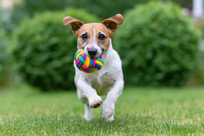 Jack russell terrier running across a grassy lawn with a colorful knotted ball in its mouth