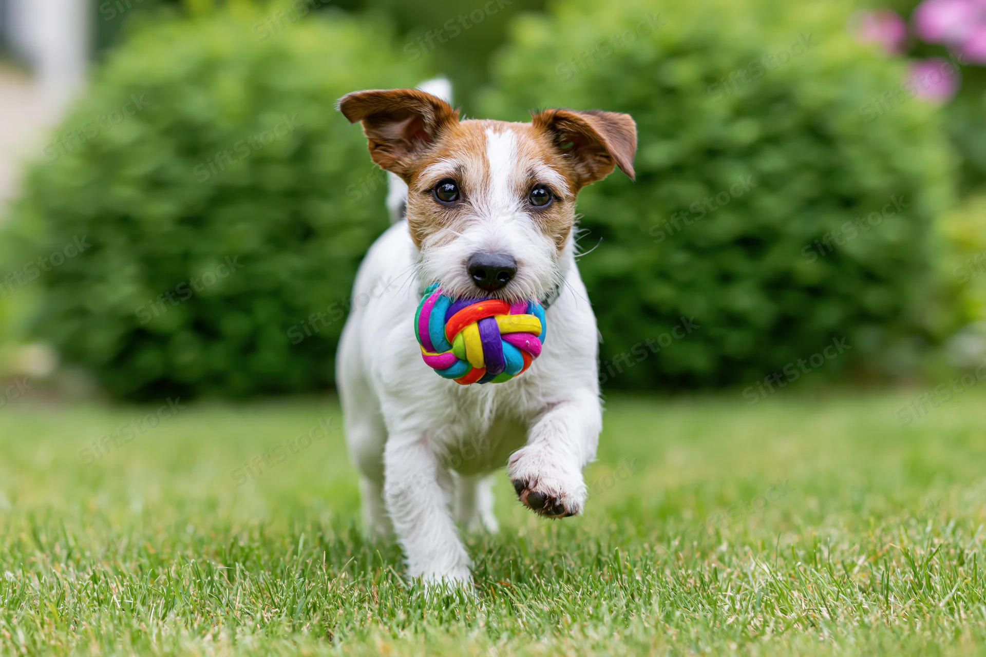 Jack russell puppy running across a grassy backyard with a colorful chew toy in its mouth