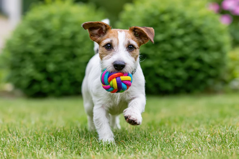 Jack russell puppy running across a grassy backyard with a colorful chew toy in its mouth