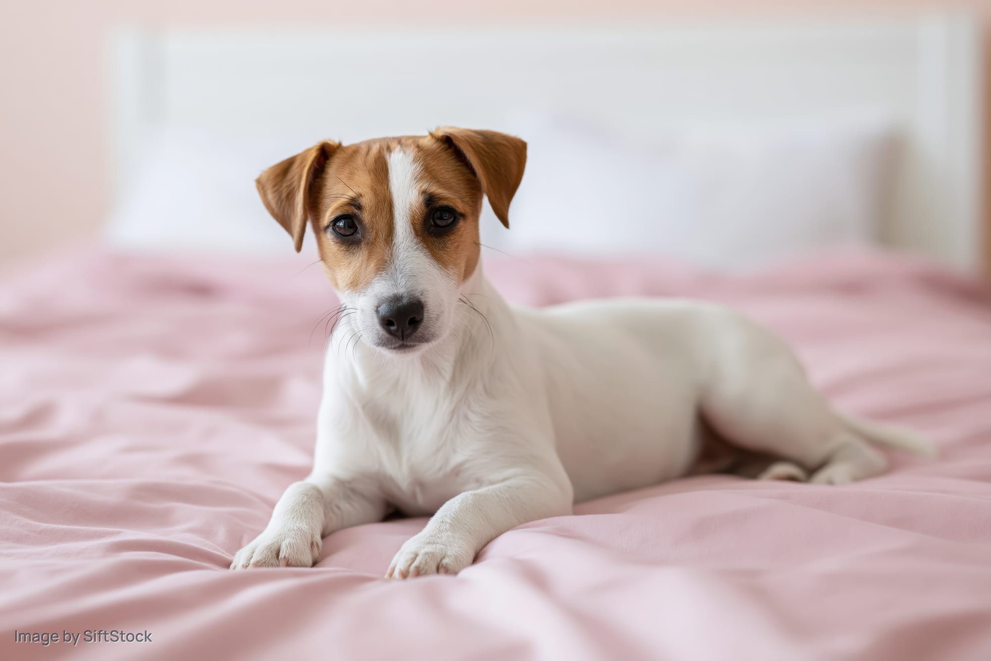 Jack russell terrier puppy lying on pink bed with front paws extended