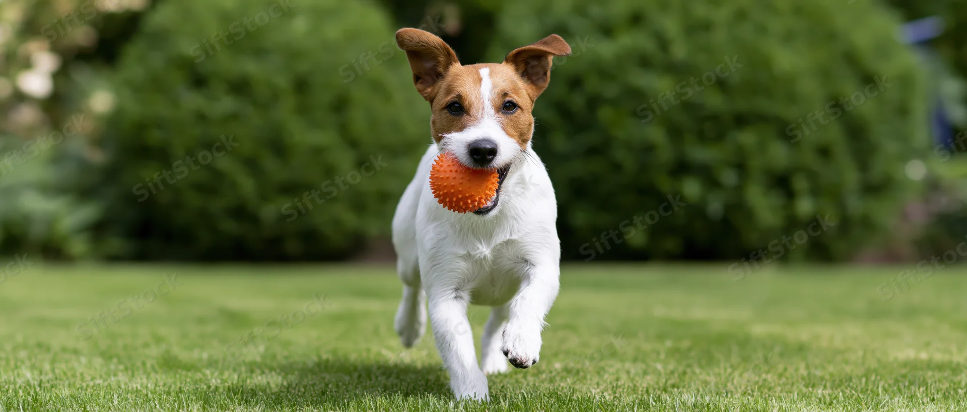 Jack russell terrier running toward camera with orange ball in mouth across green lawn