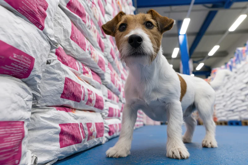 Jack russell terrier standing alert on blue warehouse floor beside stacked bags of pet food