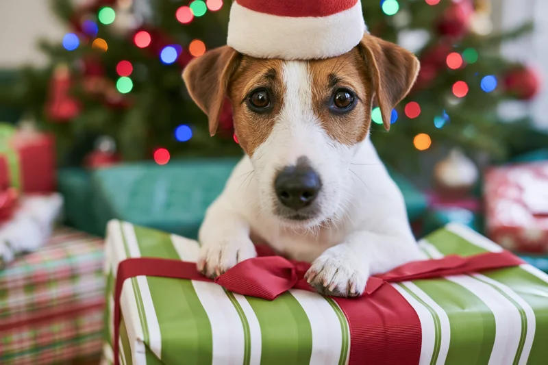 Jack russell puppy wearing santa hat resting on wrapped gift in front of christmas tree