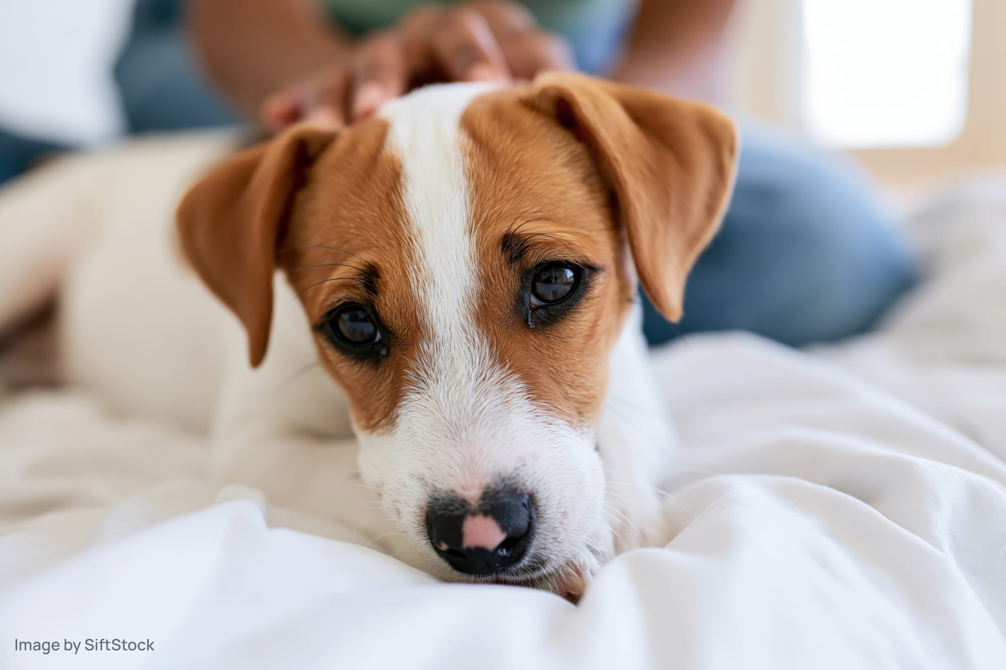 Jack russell terrier puppy resting chin on white bed sheets with human hand petting its head