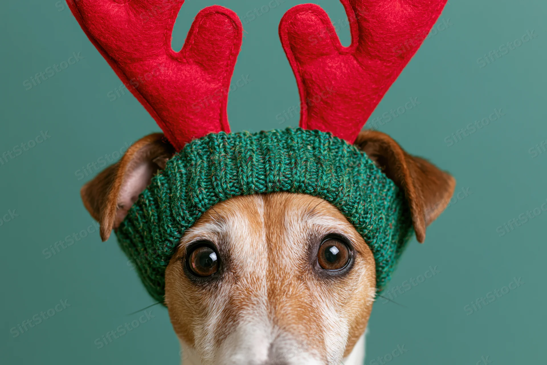 Jack russell terrier wearing red felt reindeer antler headband with green knitted band, studio portrait against teal background