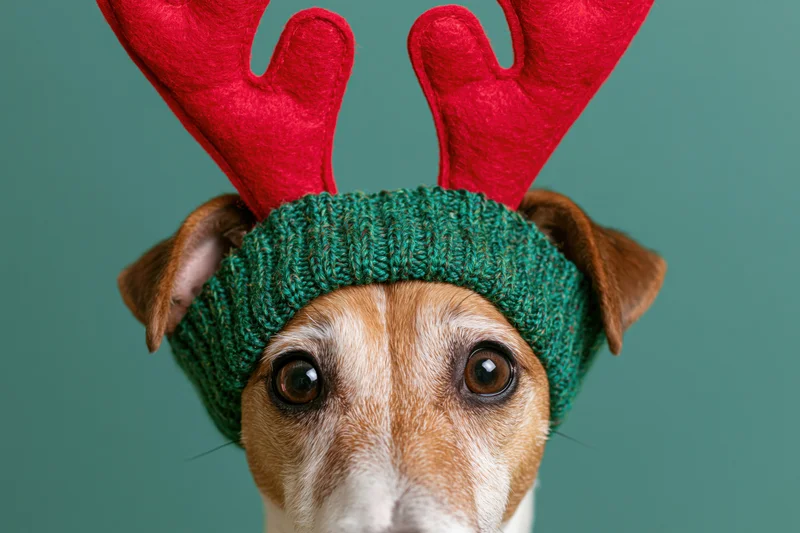 Jack russell terrier wearing red felt reindeer antler headband with green knitted band, studio portrait against teal background