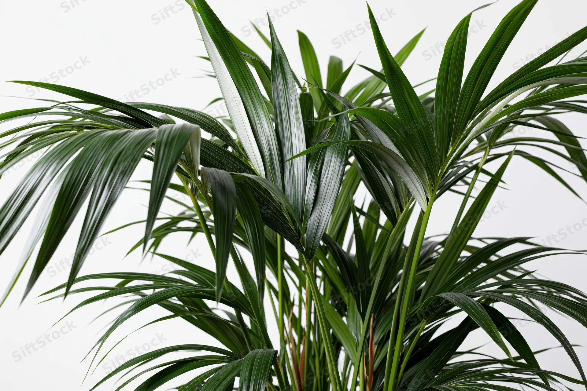 Kentia palm with arching green fronds isolated against white background