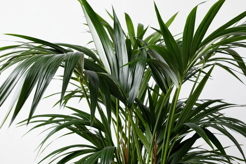Kentia palm with arching green fronds isolated against white background
