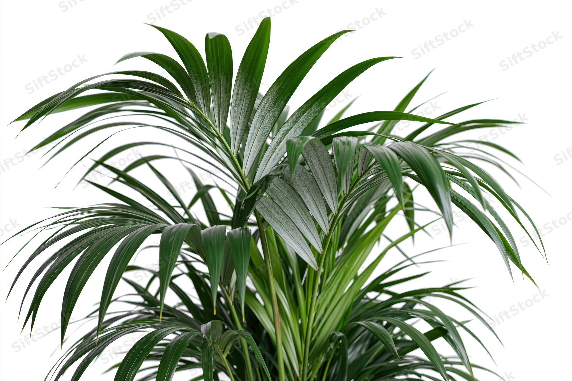 Kentia palm with arching green fronds isolated on white background