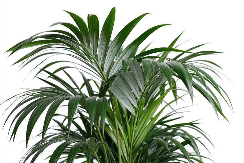 Kentia palm with arching green fronds isolated on white background