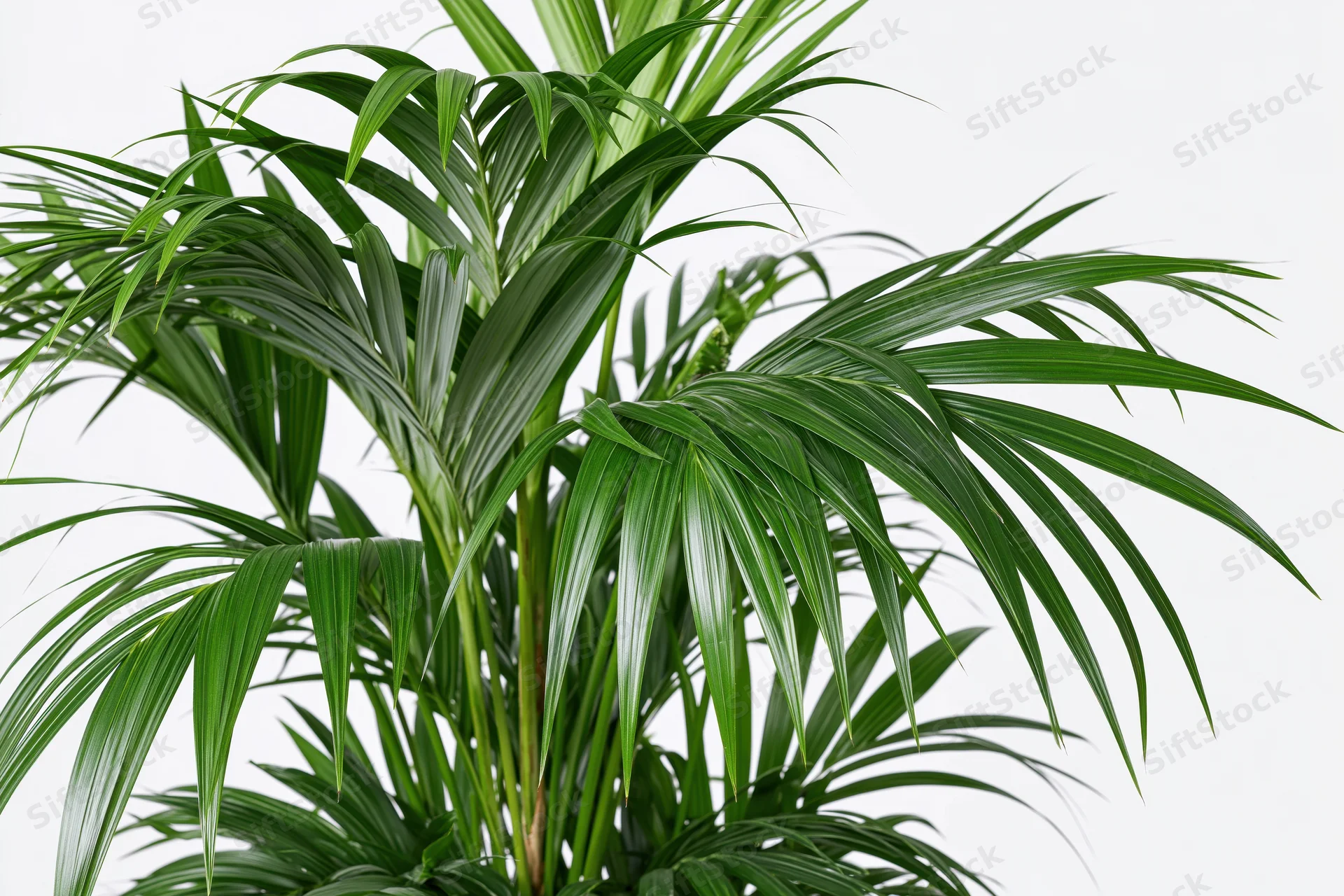Kentia palm with arching green fronds isolated on white background