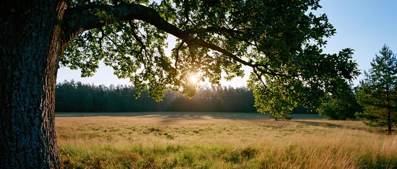 Large oak tree with dense green canopy framing a sunlit meadow at golden hour