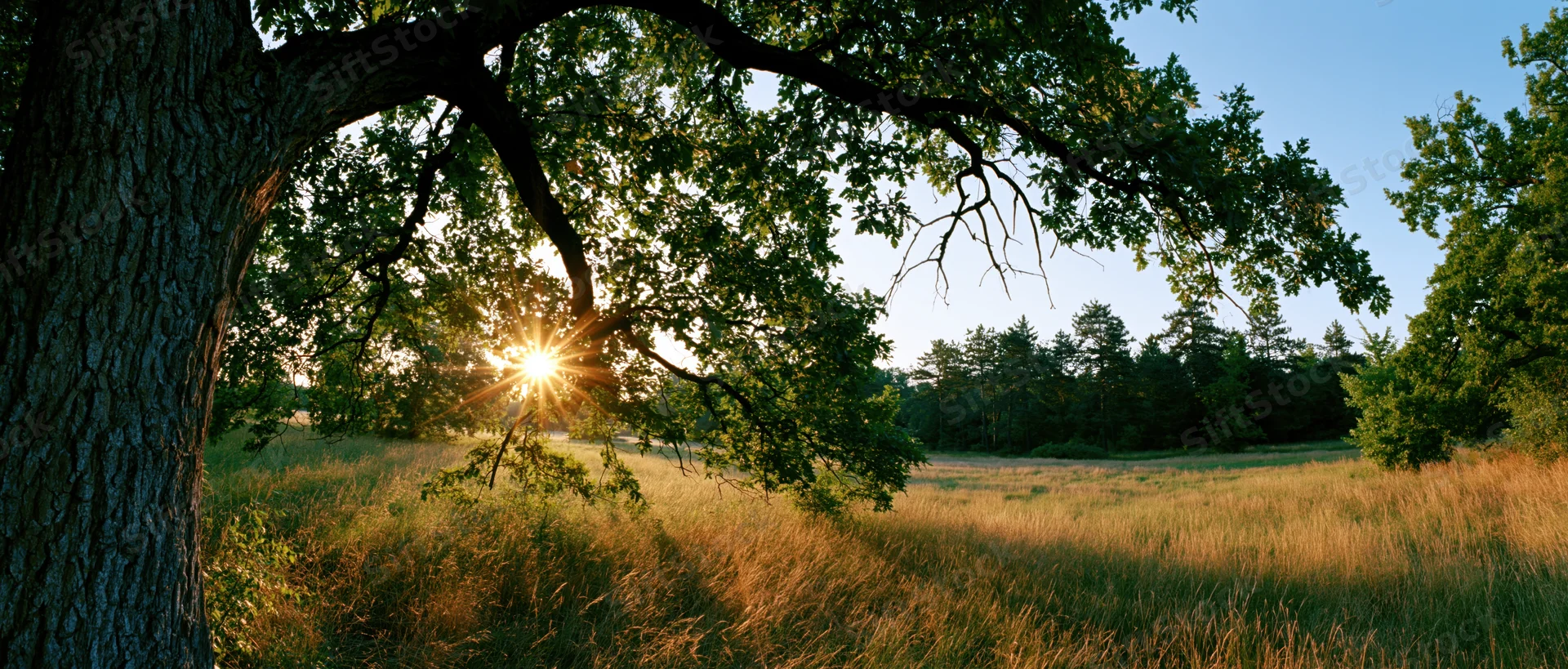Large deciduous tree with dense green canopy framing a sunlit meadow at golden hour