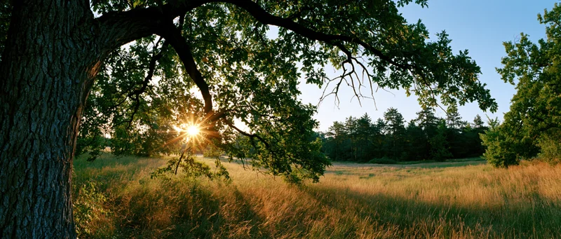 Large deciduous tree with dense green canopy framing a sunlit meadow at golden hour