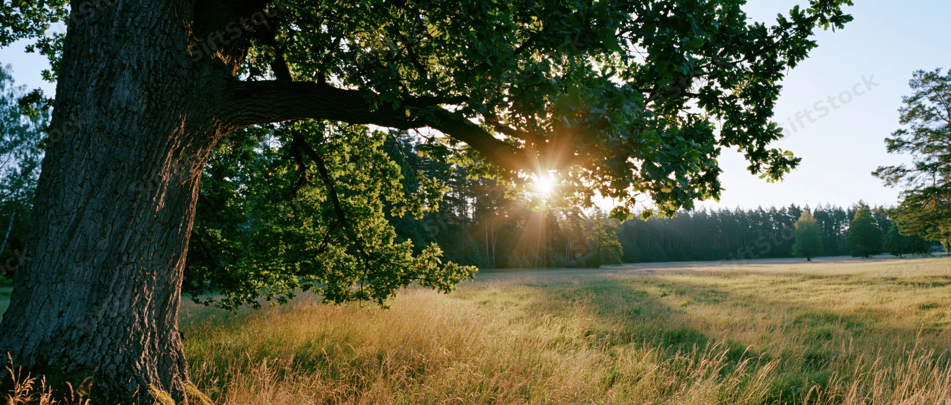 Large deciduous tree with dense green canopy framing sunlit meadow at golden hour