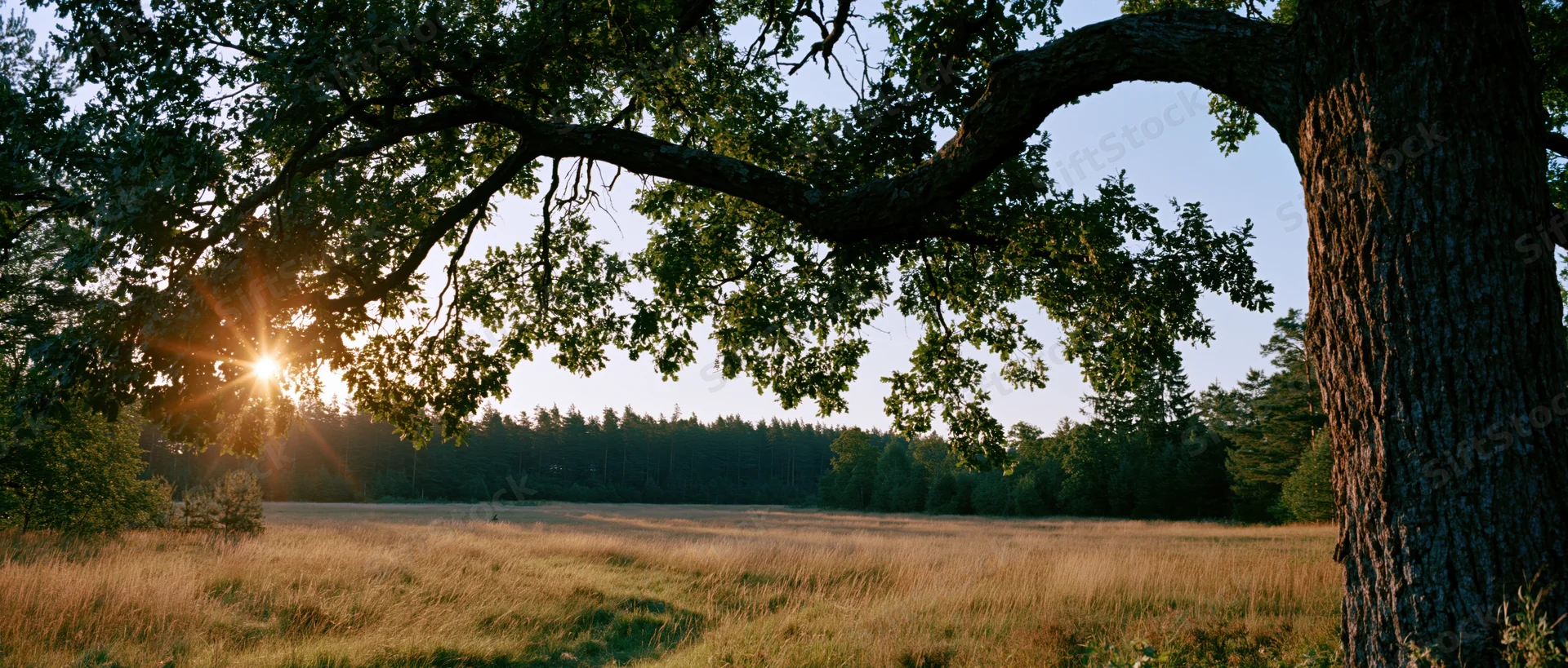 Large tree with sprawling branches framing a sunlit meadow at golden hour