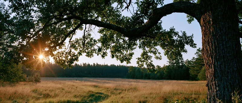 Large tree with sprawling branches framing a sunlit meadow at golden hour