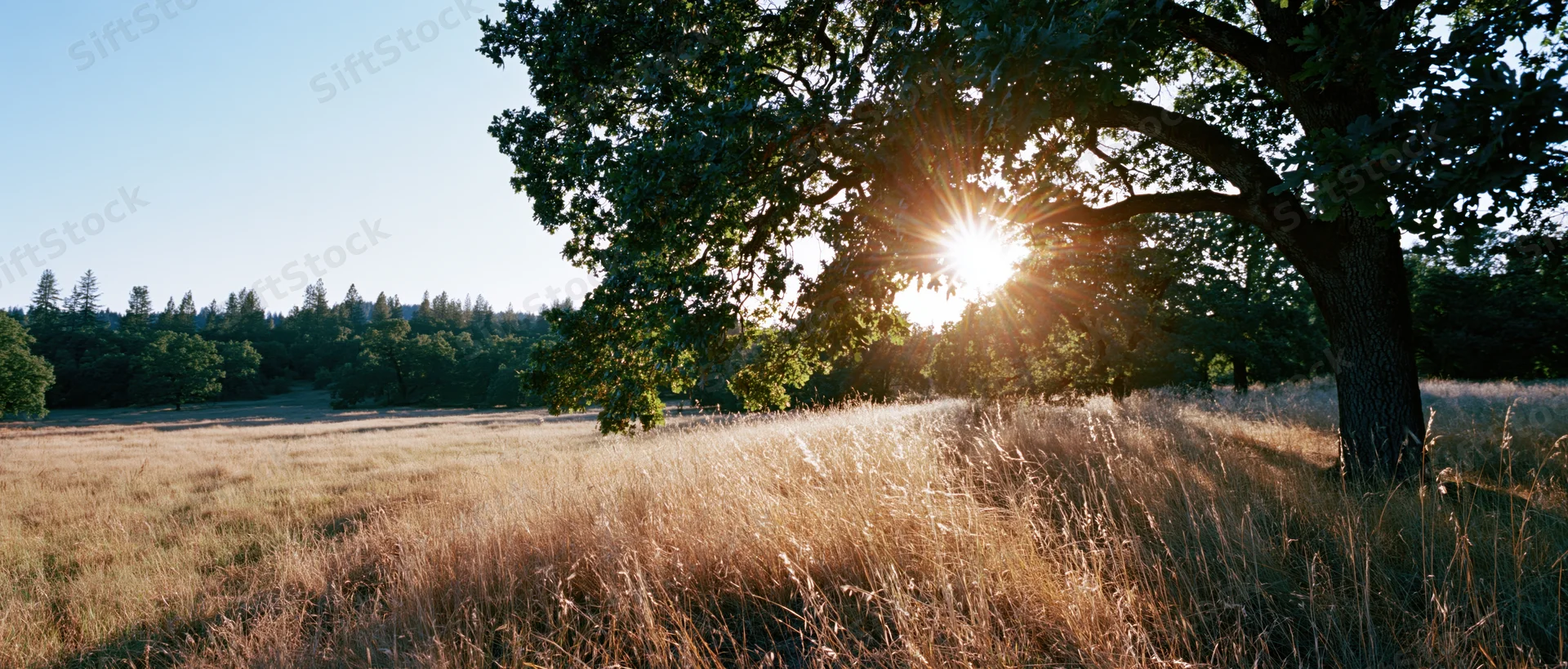 Large oak tree on the right edge of a sunlit meadow with sunburst through its branches