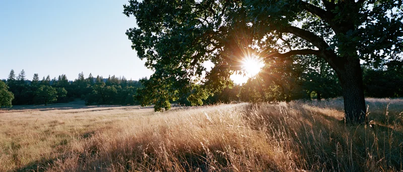 Large oak tree on the right edge of a sunlit meadow with sunburst through its branches