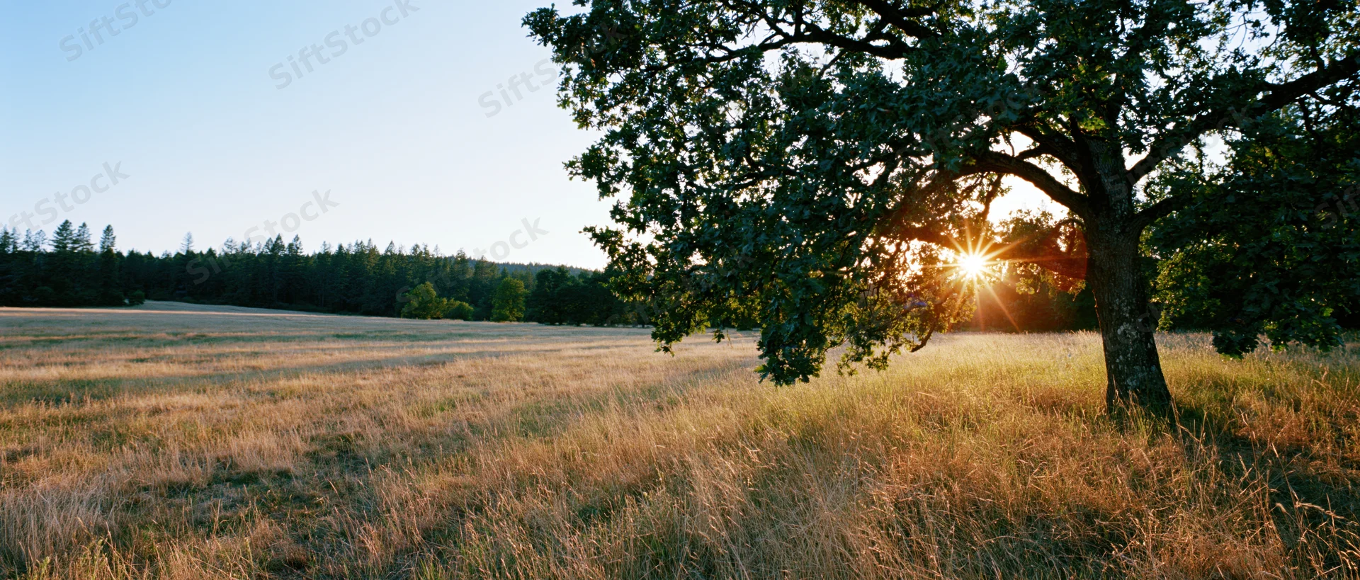 Large oak tree on the right edge of a sunlit meadow with sunburst through its branches