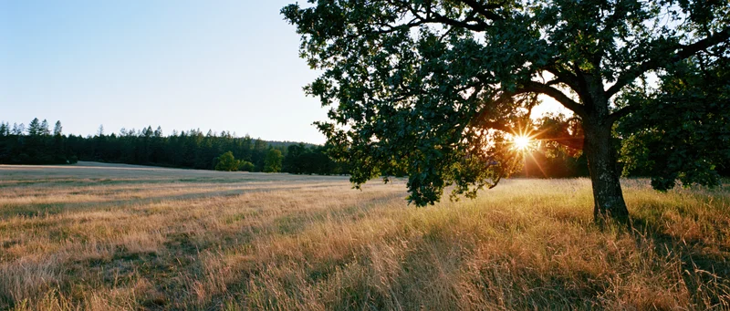 Large oak tree on the right edge of a sunlit meadow with sunburst through its branches