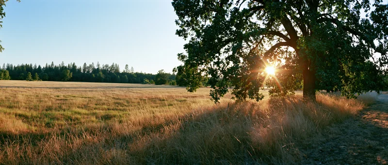 Large oak tree on the right edge of a sunlit meadow with sunburst through its branches