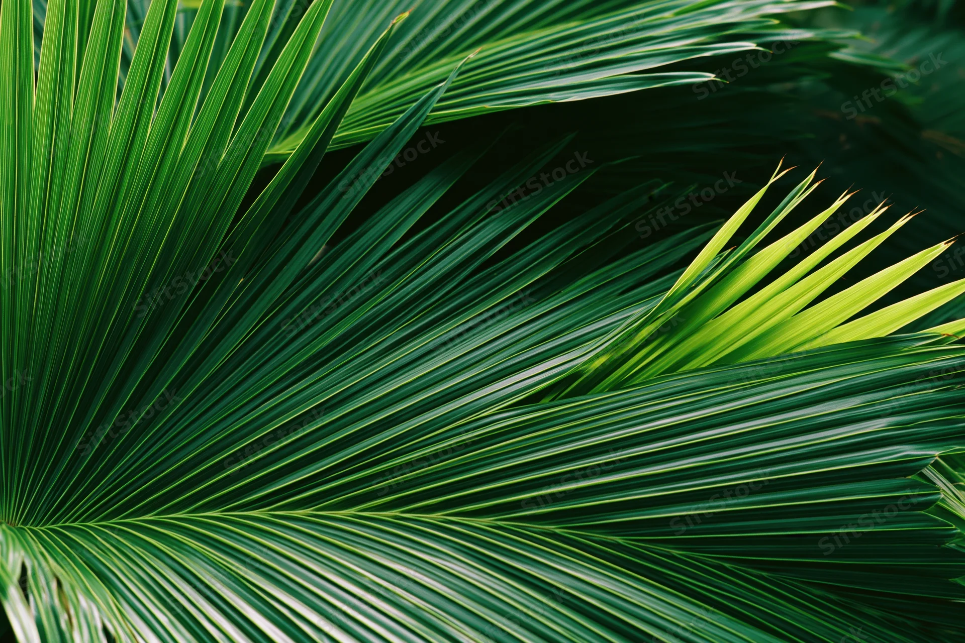 Large tropical palm leaves overlapping in a dense natural arrangement