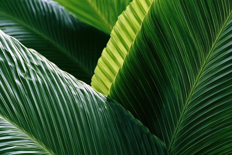 Large tropical palm leaves overlapping in a close-up view filling the frame