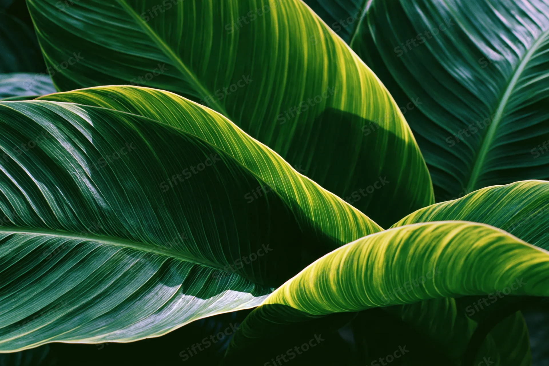 Large tropical plant leaves overlapping in closeup view filling the frame