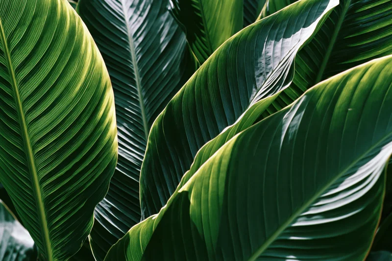 Large tropical plant leaves filling the frame with overlapping green foliage in natural light