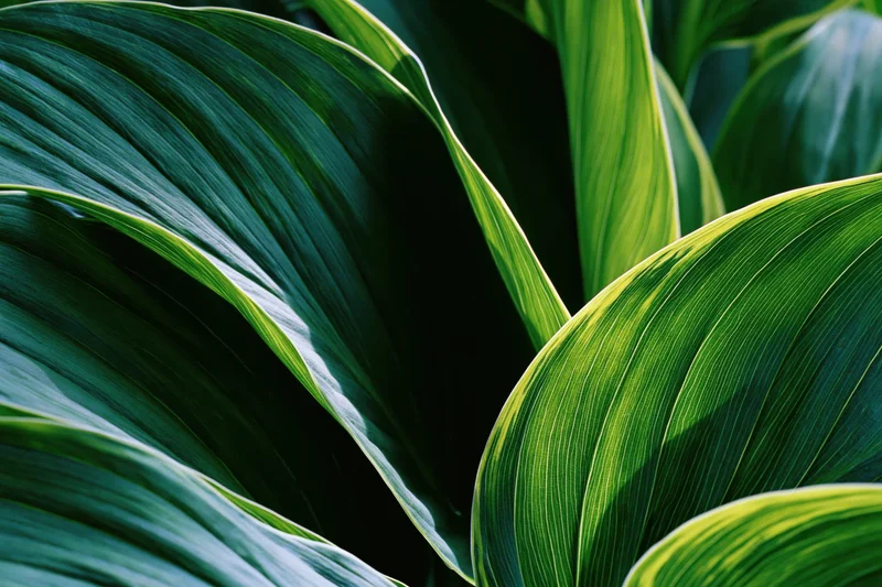 Large tropical plant leaves overlapping in close-up view filling the frame