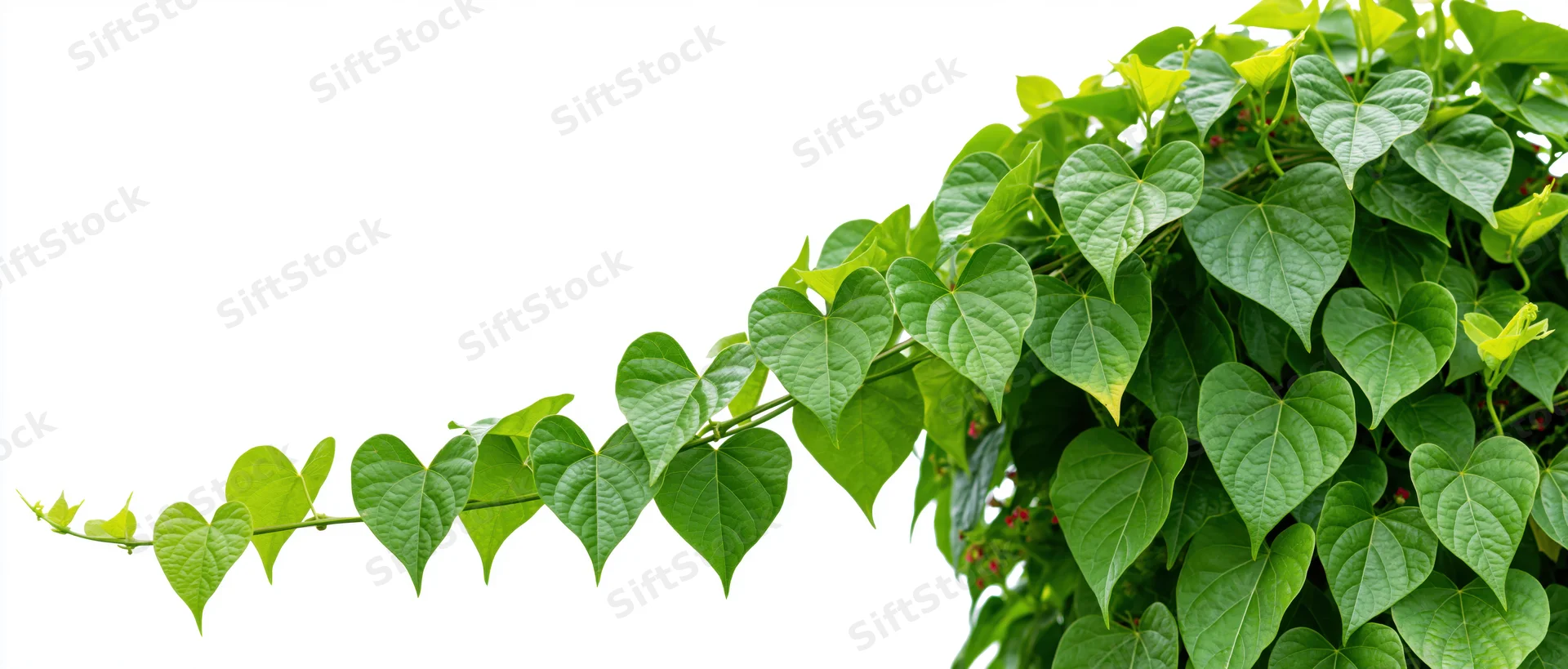 Heart-shaped green leaves of a vine extending horizontally across a white background