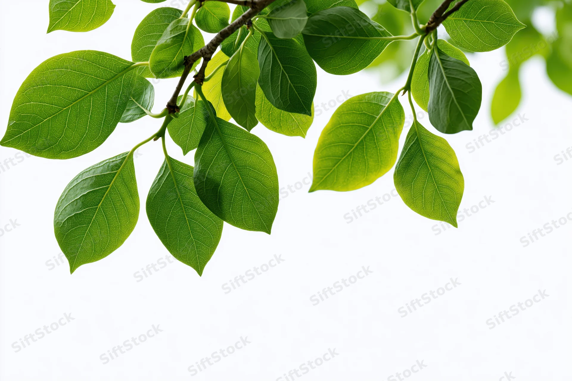 Green leaves on a branch extending from the top against a white background