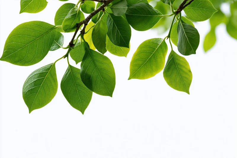 Green leaves on a branch extending from the top against a white background