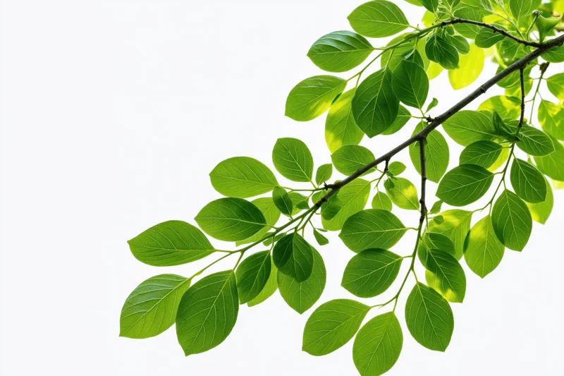Leafy tree branch with oval green leaves extending from upper right against white background