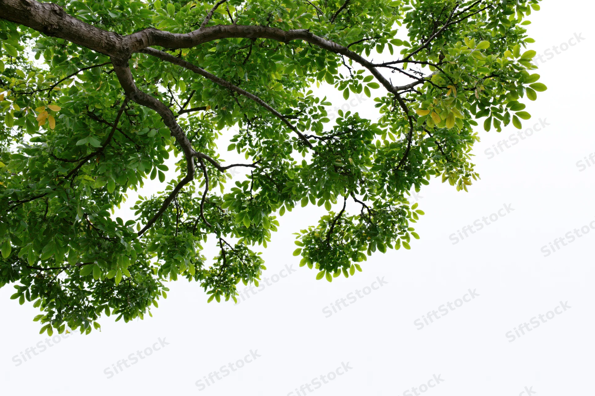 Leafy tree branches with dense green foliage against a white background