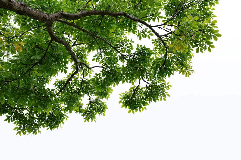 Leafy tree branches with dense green foliage against a white background