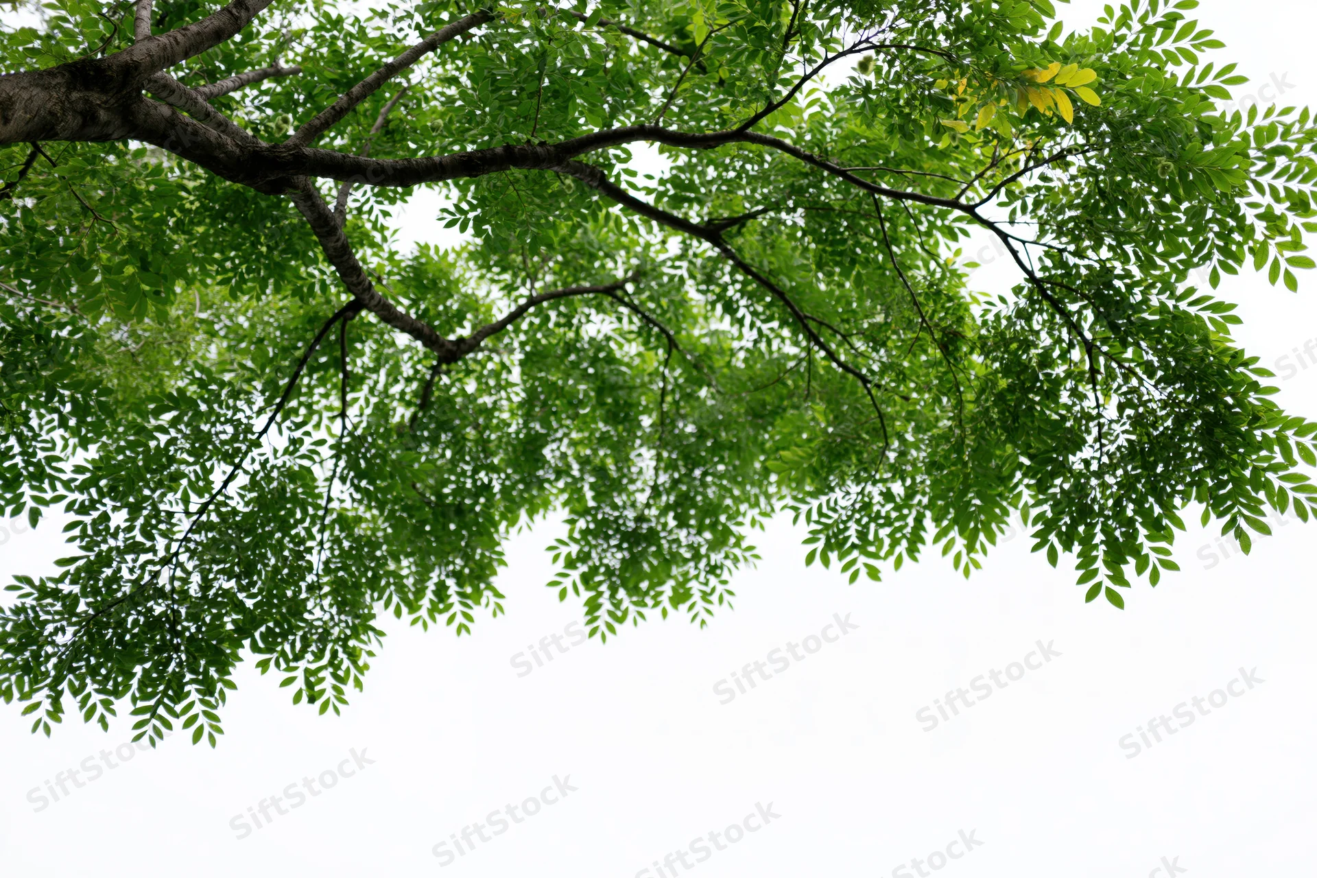 Leafy tree branches with dense green foliage filling the upper frame against a white background