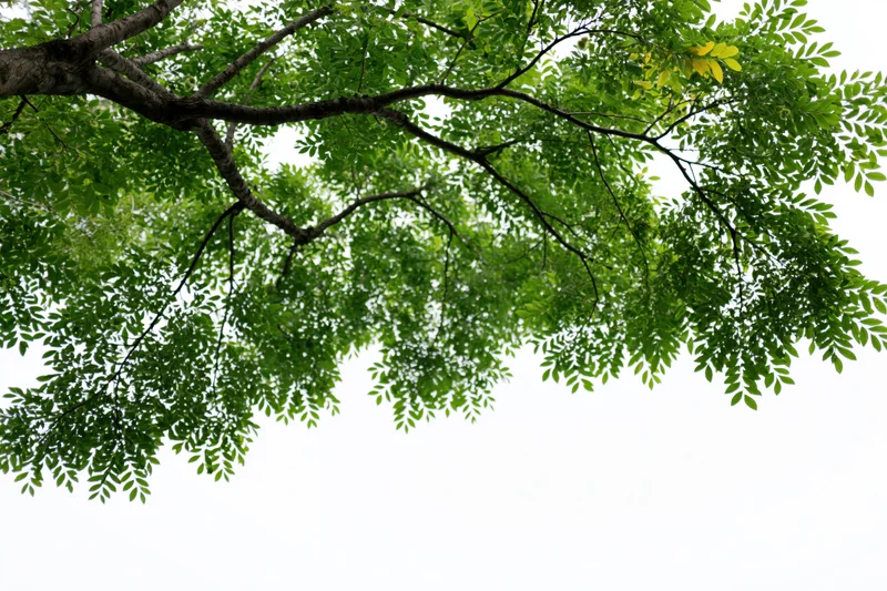 Leafy tree branches with dense green foliage filling the upper frame against a white background