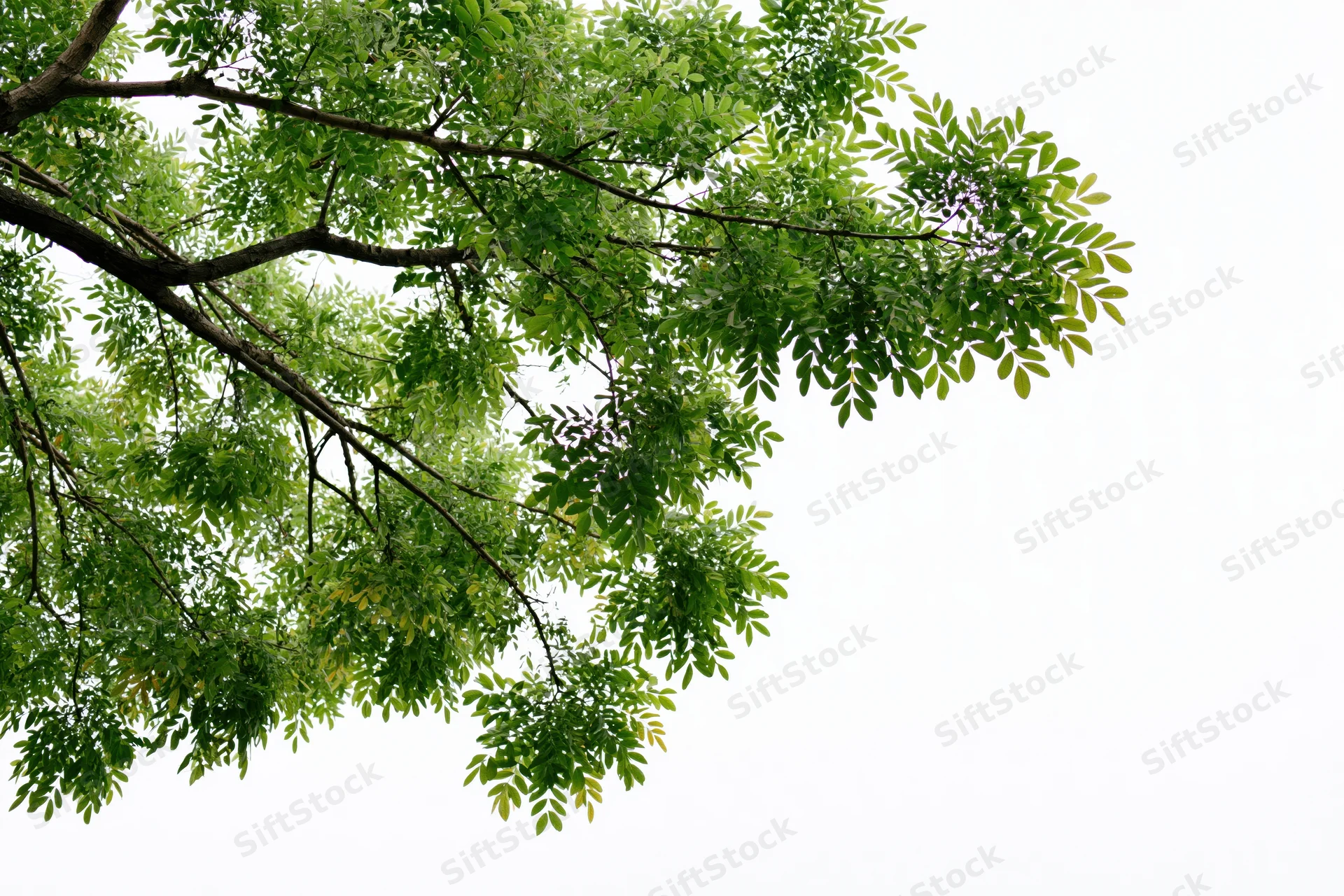 Leafy tree branches with dense green foliage against a white background
