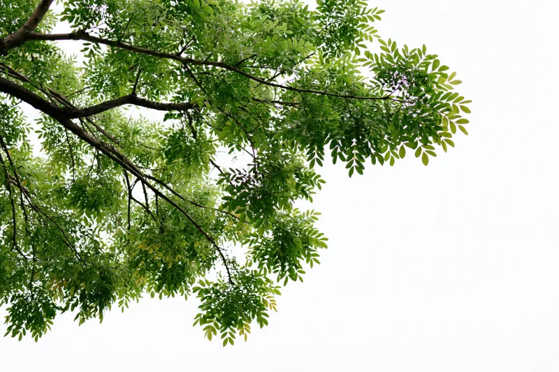 Leafy tree branches with dense green foliage against a white background