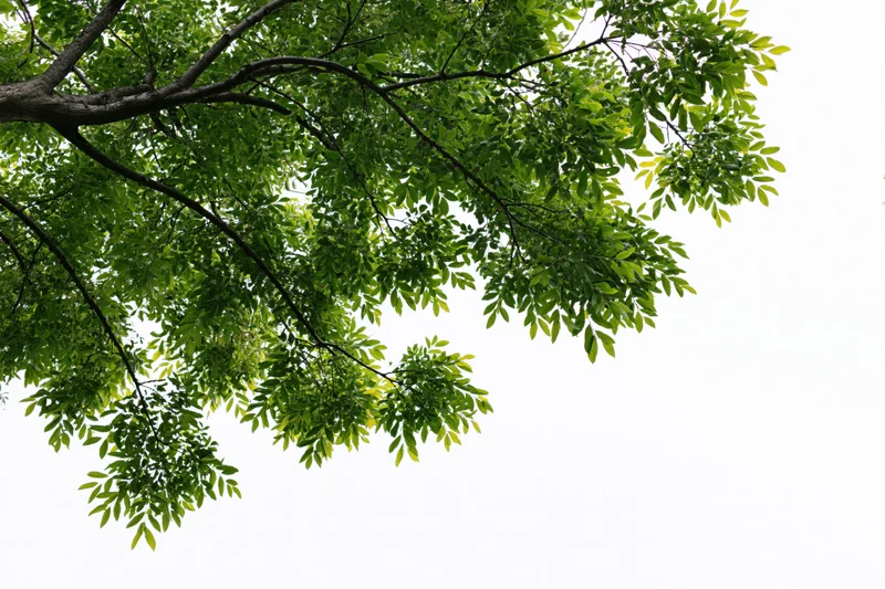 Leafy tree branches with dense green foliage against a white background