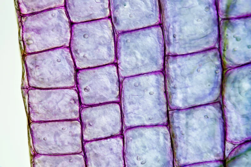 Magnified view of onion epidermal cells under light microscope showing purple-stained cell walls and cytoplasm