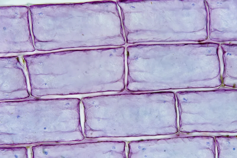Light microscopy view of stained onion epidermal cells arranged in a grid pattern